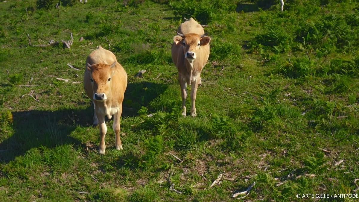 Die Natur und ihr Netzwerk der Wohltäter die natur und ihr netzwerk der wohltäter