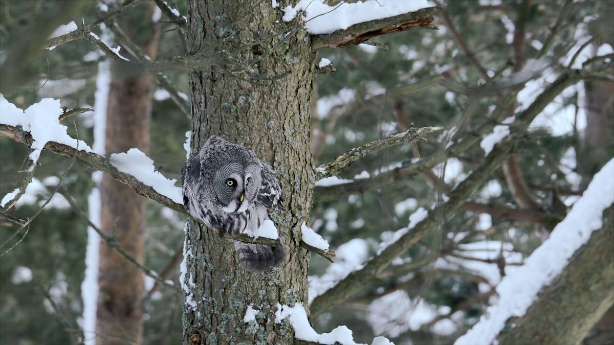 die wilde welt des winters