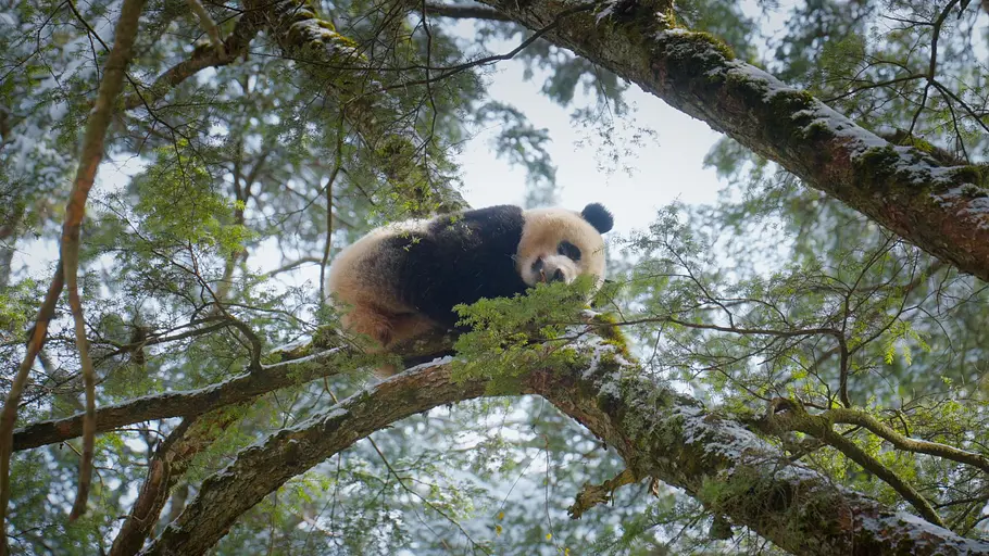 Die Panda-Schule die panda-schule