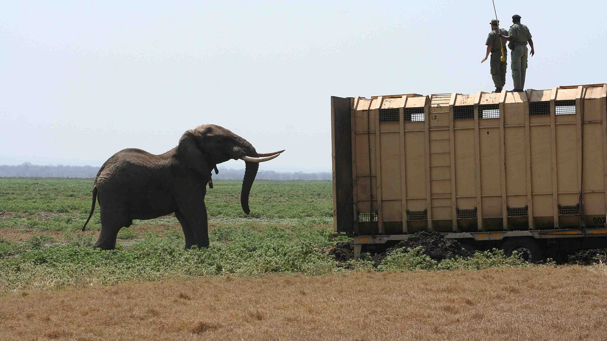 gorongosa: ein paradies kehrt zurück