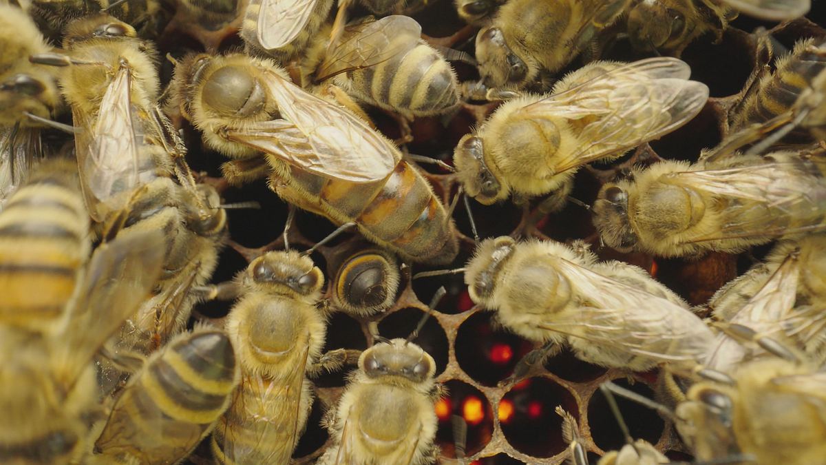 smarte insekten - wie winzige gehirne geniales leisten