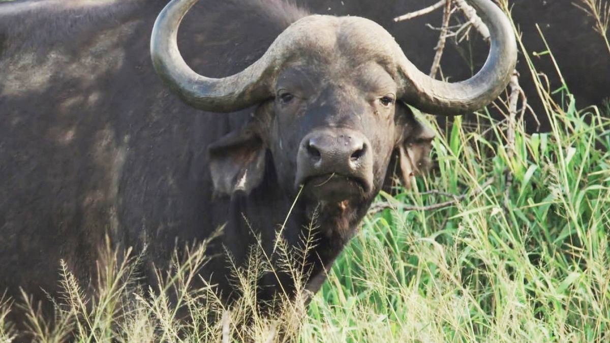 die wildnis vor der haustür