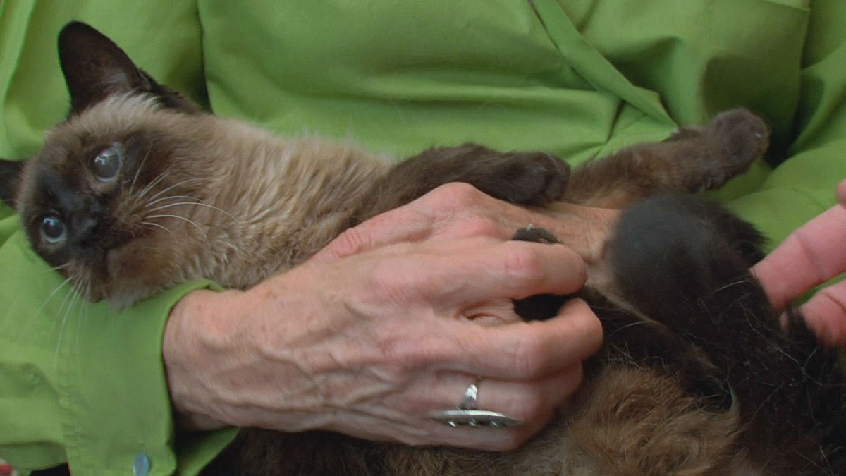 Der Katzenflüsterer der katzenflüsterer