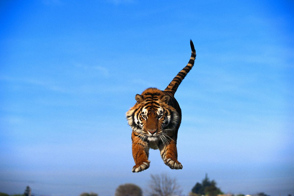 Project C.A.T. - Eine Zukunft für Tiger project c.a.t. - eine zukunft für tiger