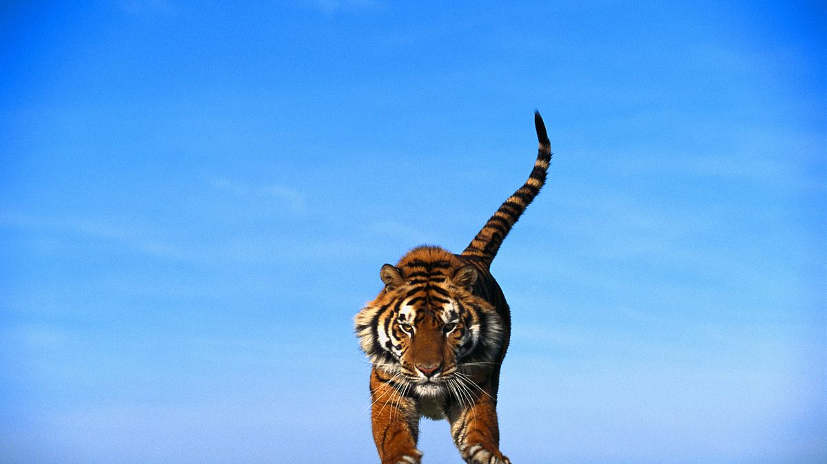 project c.a.t. - eine zukunft für tiger