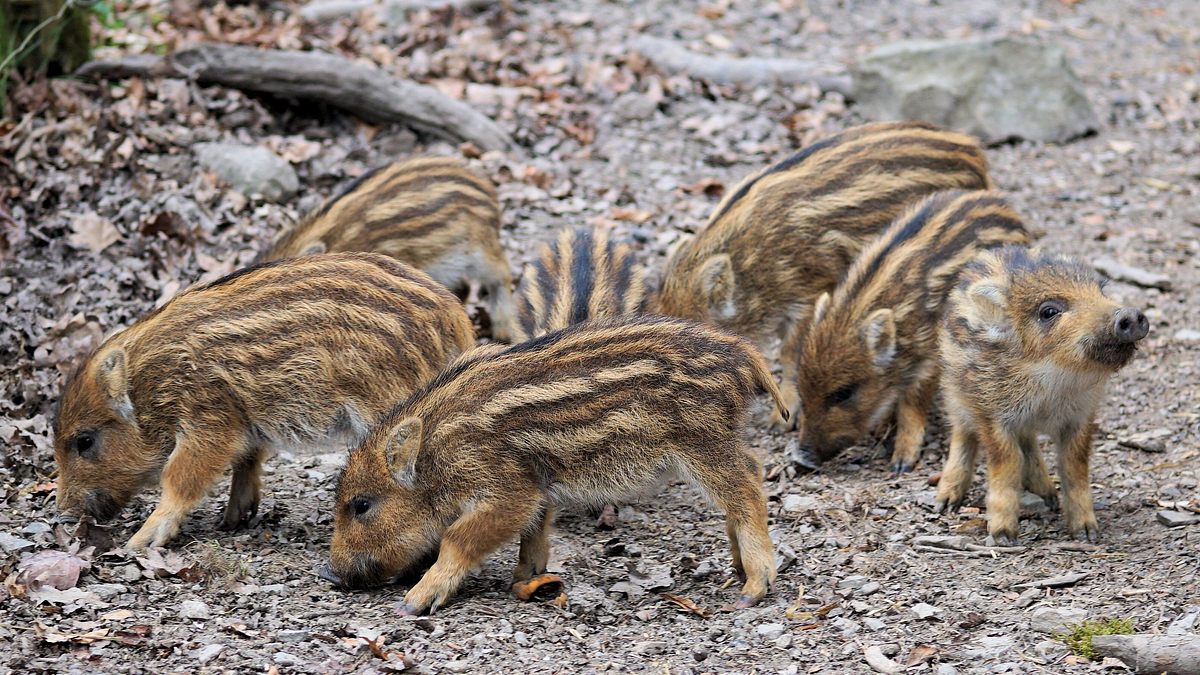 das erste jahr in der wildnis - tierkinder im norden