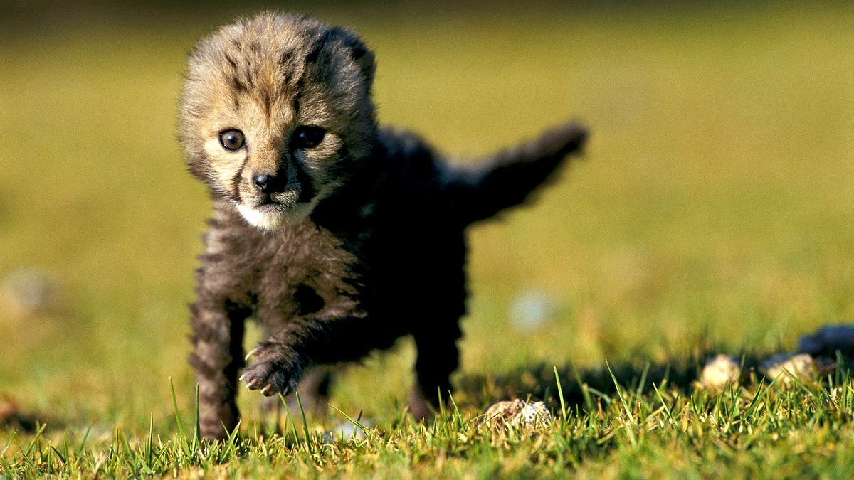 born wild