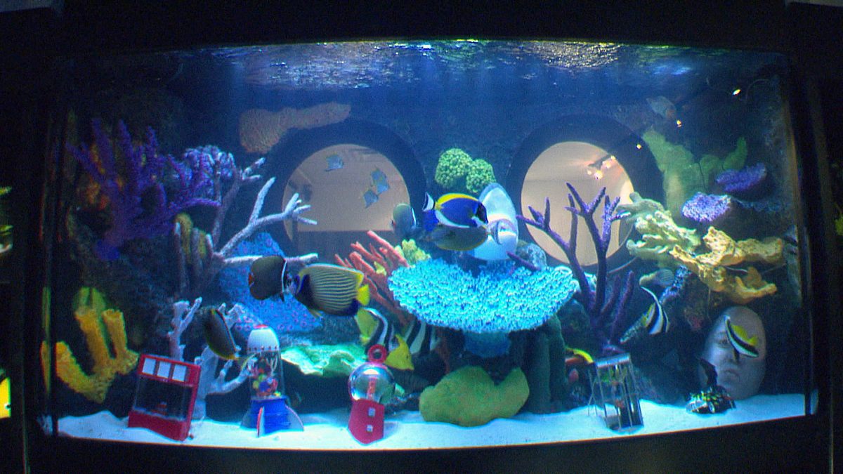 die aquarium-profis