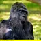 Panda, Gorilla & Co. Thumbnail