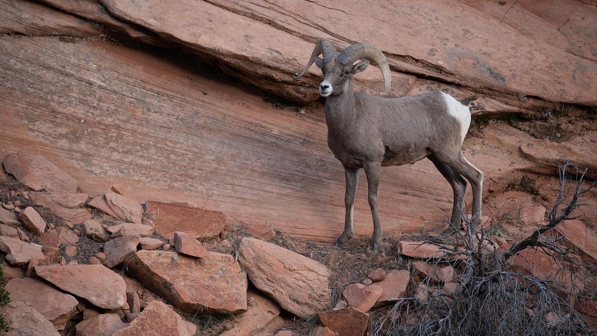 nationalparks: usa