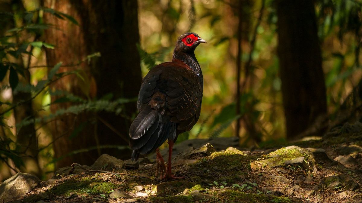 wildes taiwan