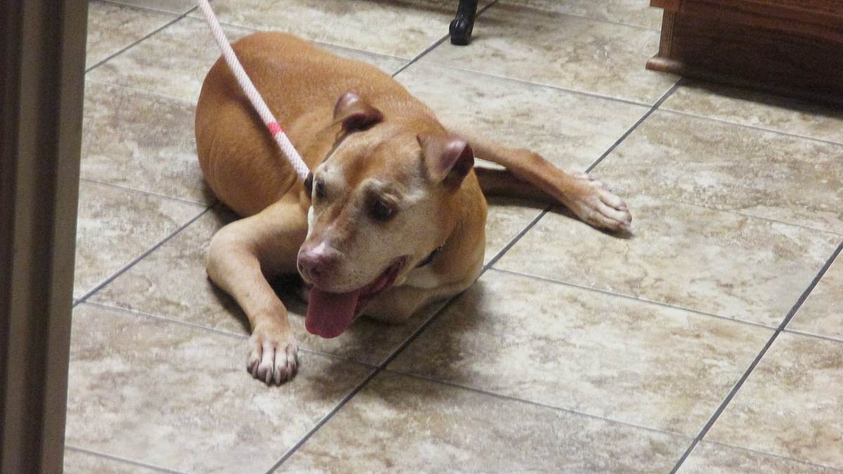 pitbulls auf bewährung