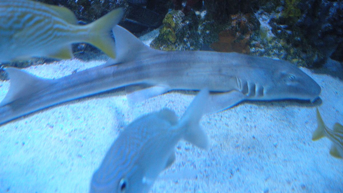fish tank kings - gigantische wasserwelten