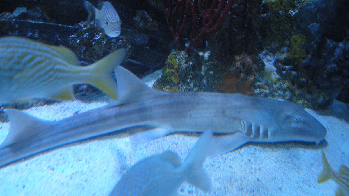 fish tank kings - gigantische wasserwelten