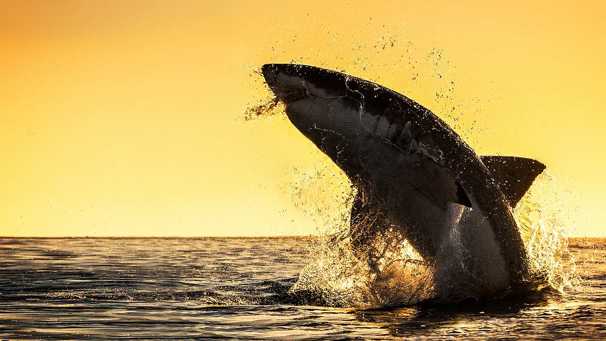 shark week