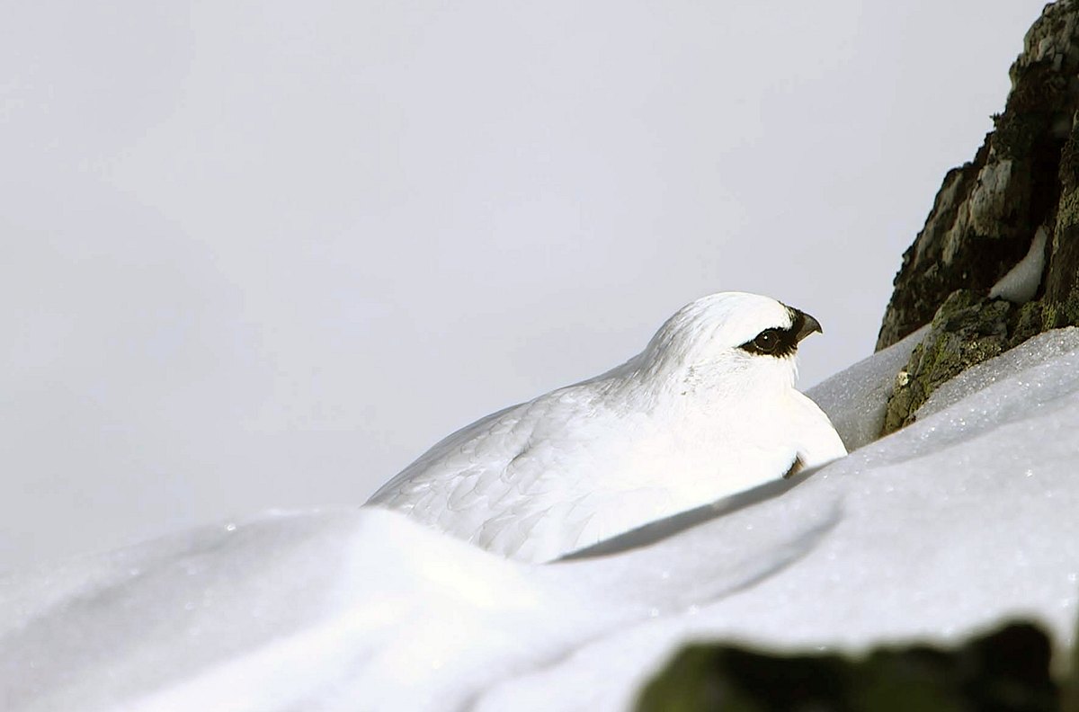 winter in den schweizer alpen - wie tiere überleben