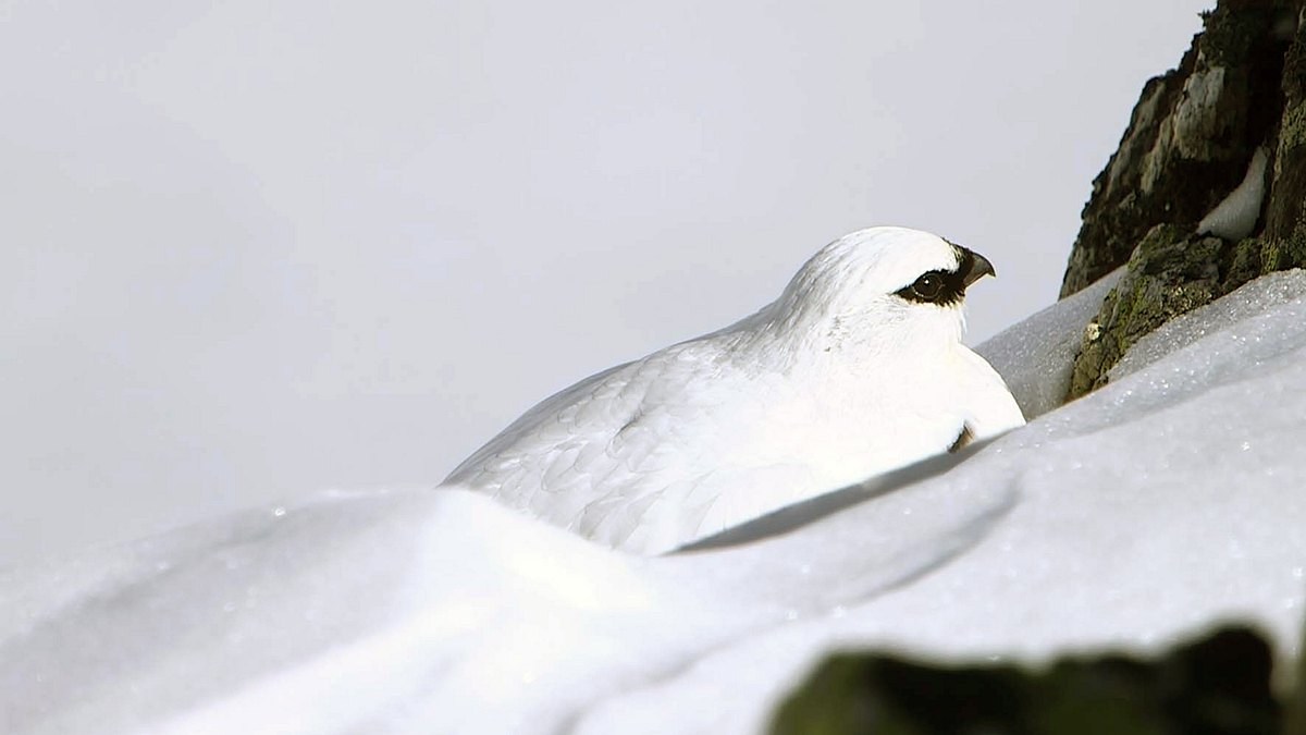 winter in den schweizer alpen - wie tiere überleben