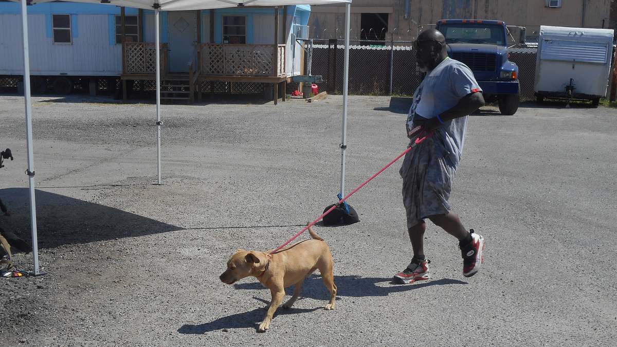 pitbulls auf bewährung