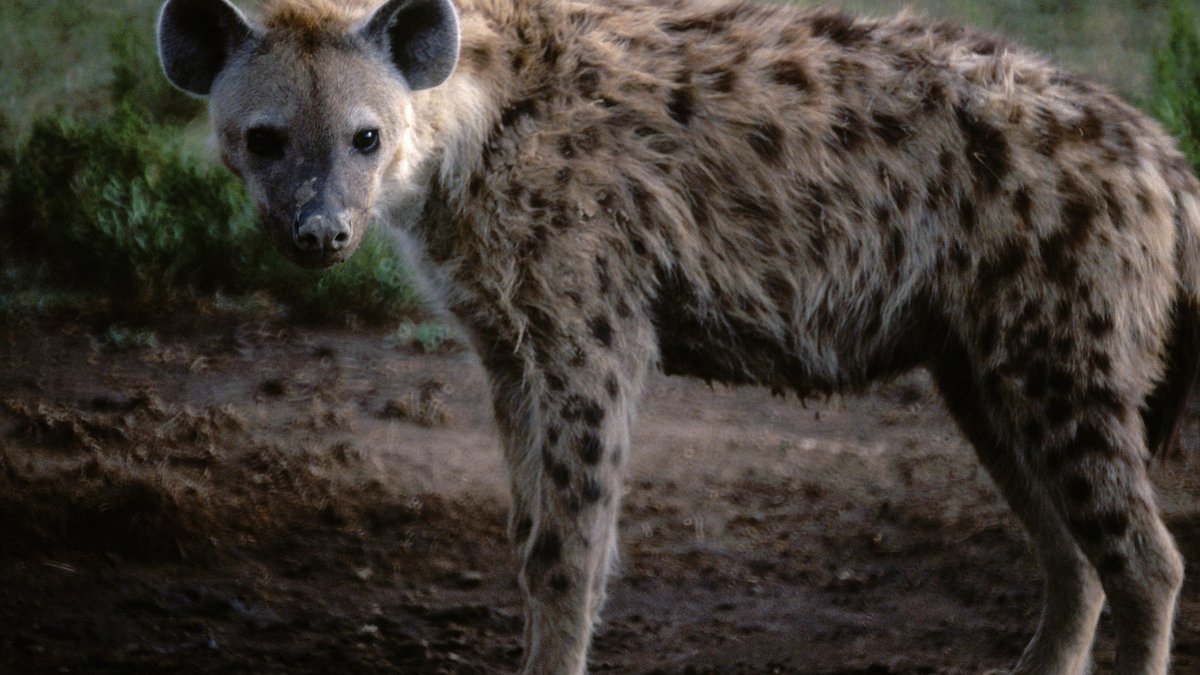 tierisch abgefahren
