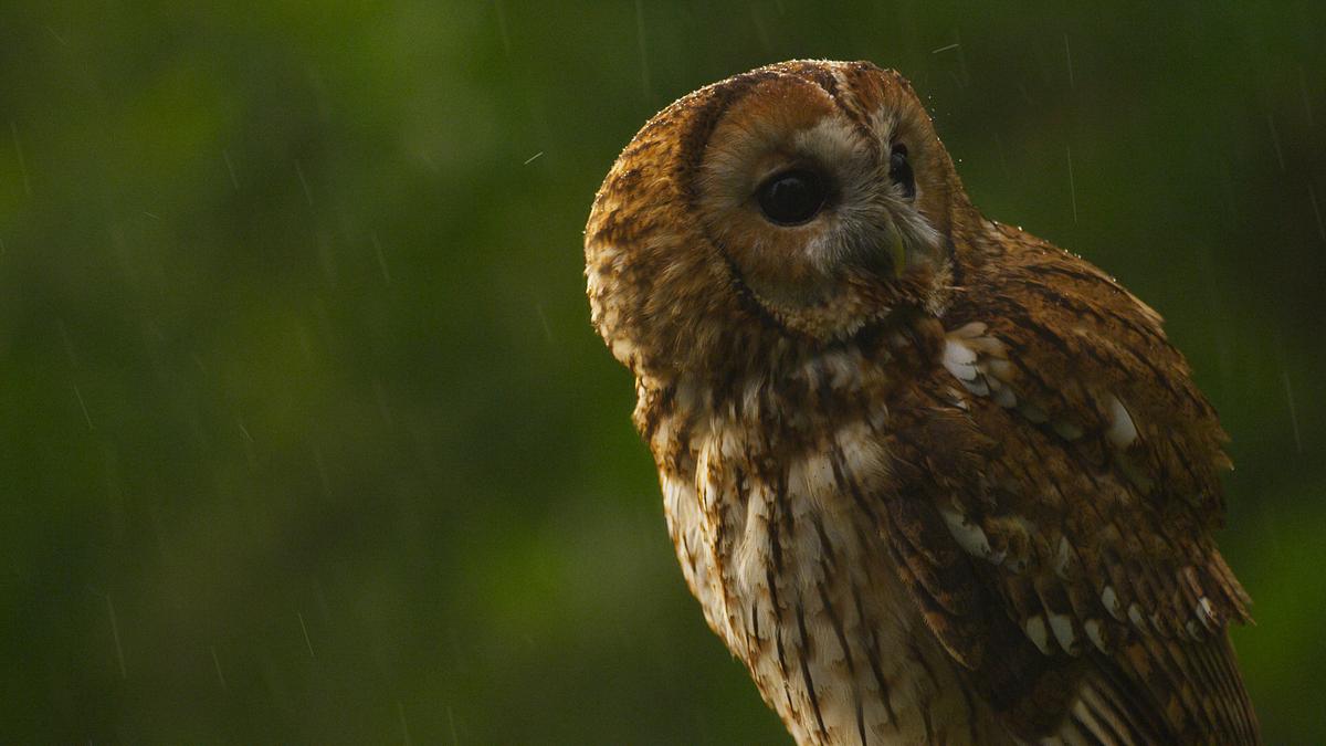 Schätze der Natur schätze der natur