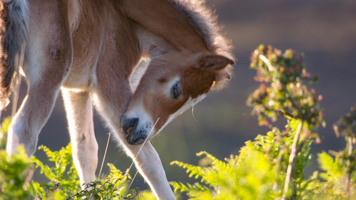 kamera-frauen in der wildnis