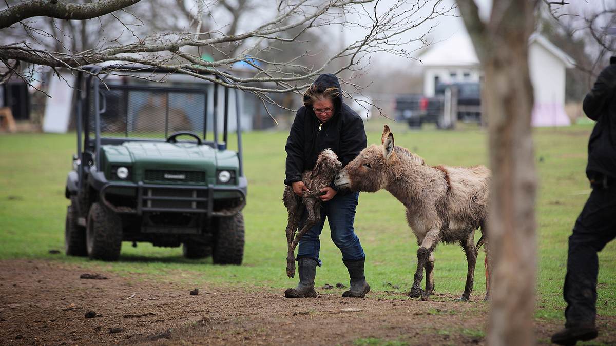 home rescue - wohnen in der wildnis