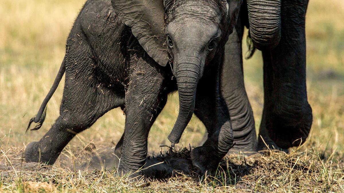 tierisch gute eltern