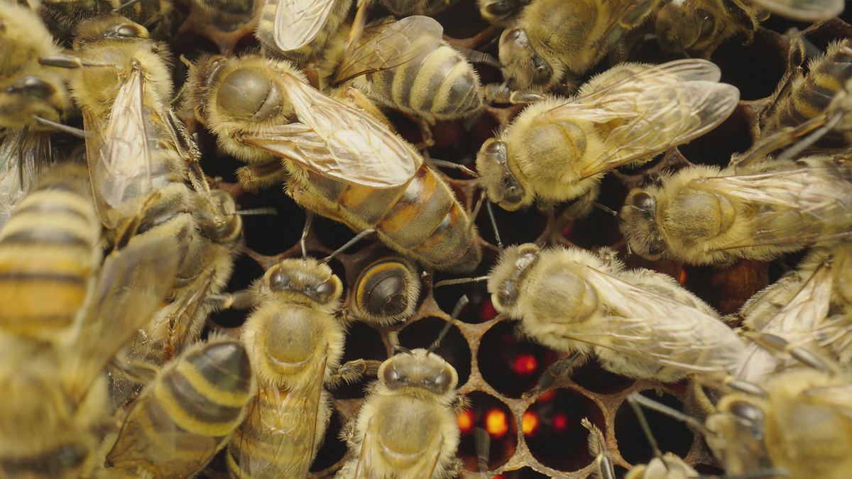 smarte insekten - wie winzige gehirne geniales leisten