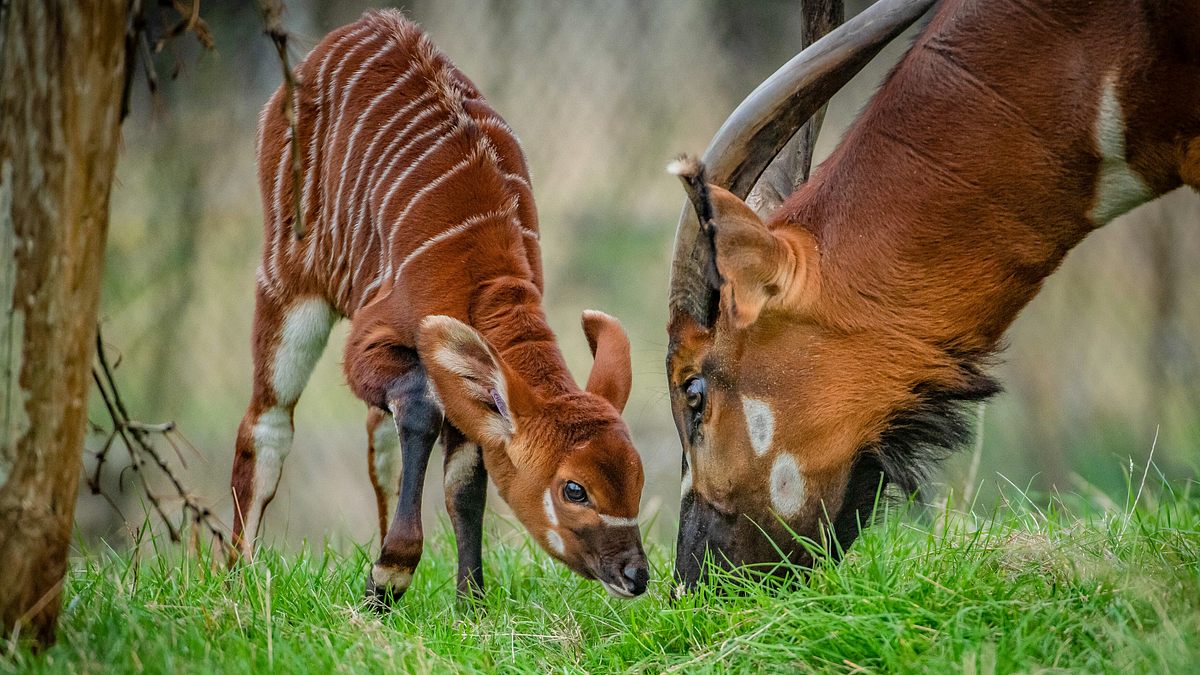 zoo und so - tierisch wild!