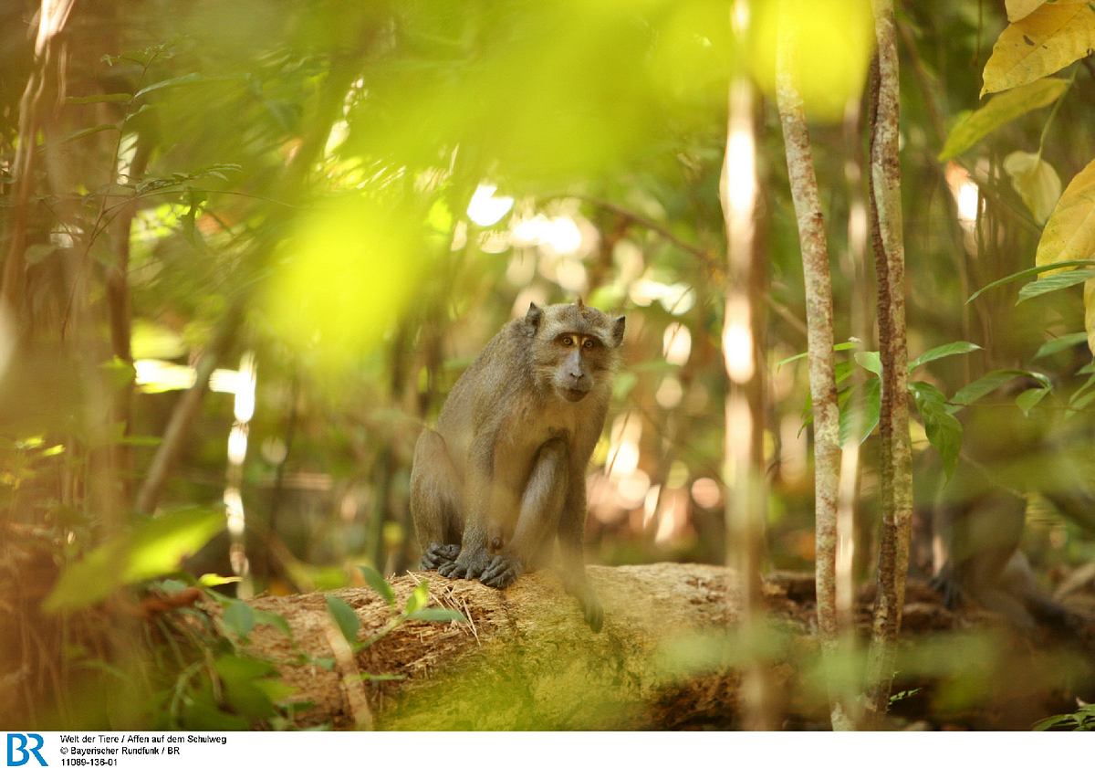 Welt der Tiere welt der tiere