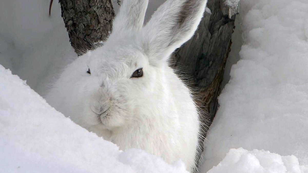 winter in den schweizer alpen - wie tiere überleben