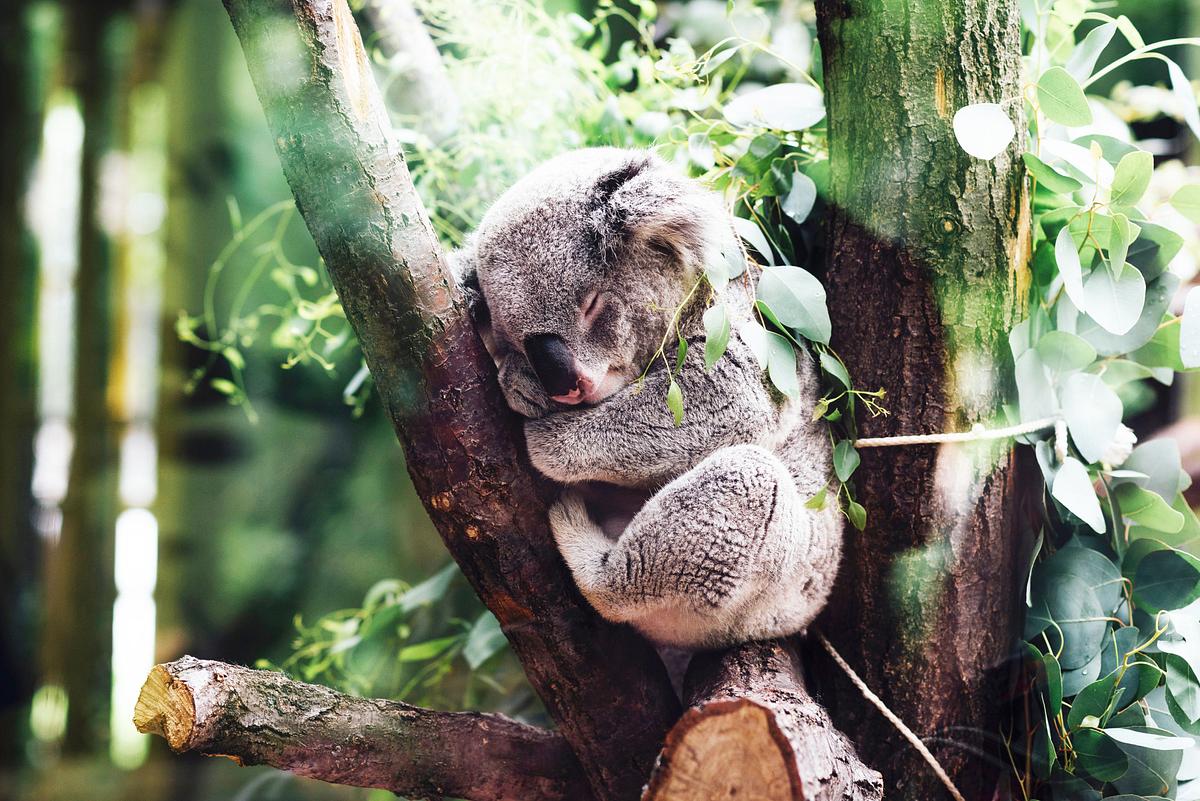 Wildlife Diaries Australien wildlife diaries australien