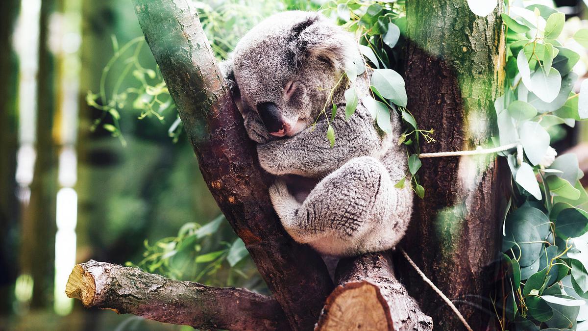wildlife diaries australien