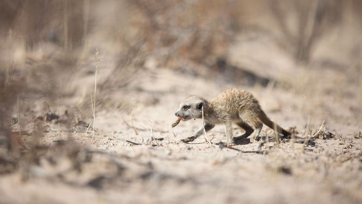 wildwechsel: tiere auf achse