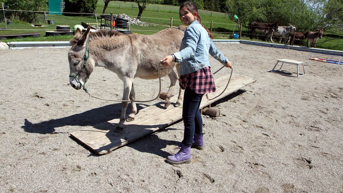 anna und die haustiere