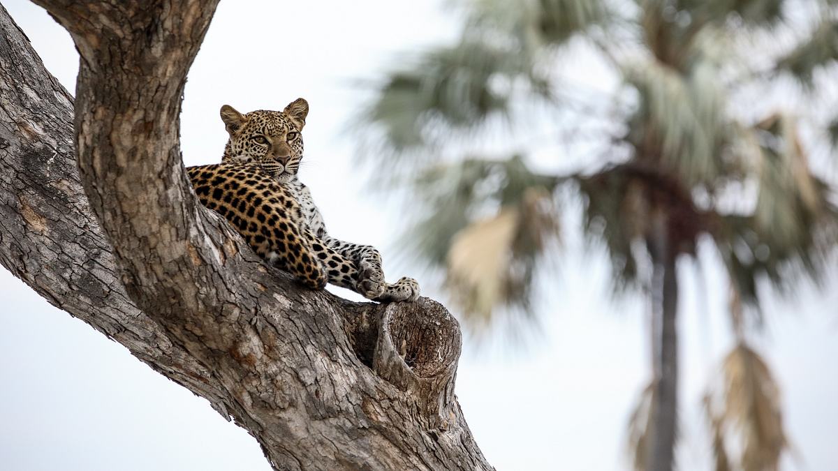 die flut - okavango unter wasser