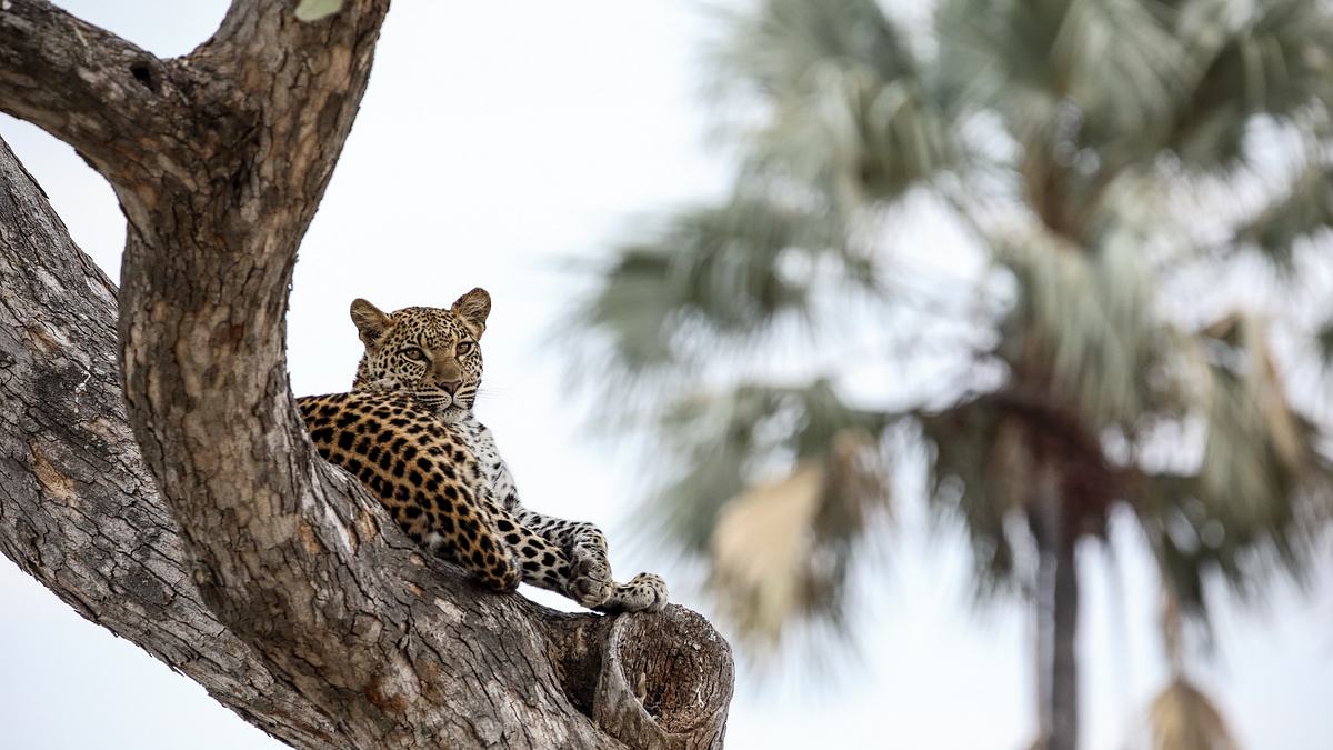 die flut - okavango unter wasser