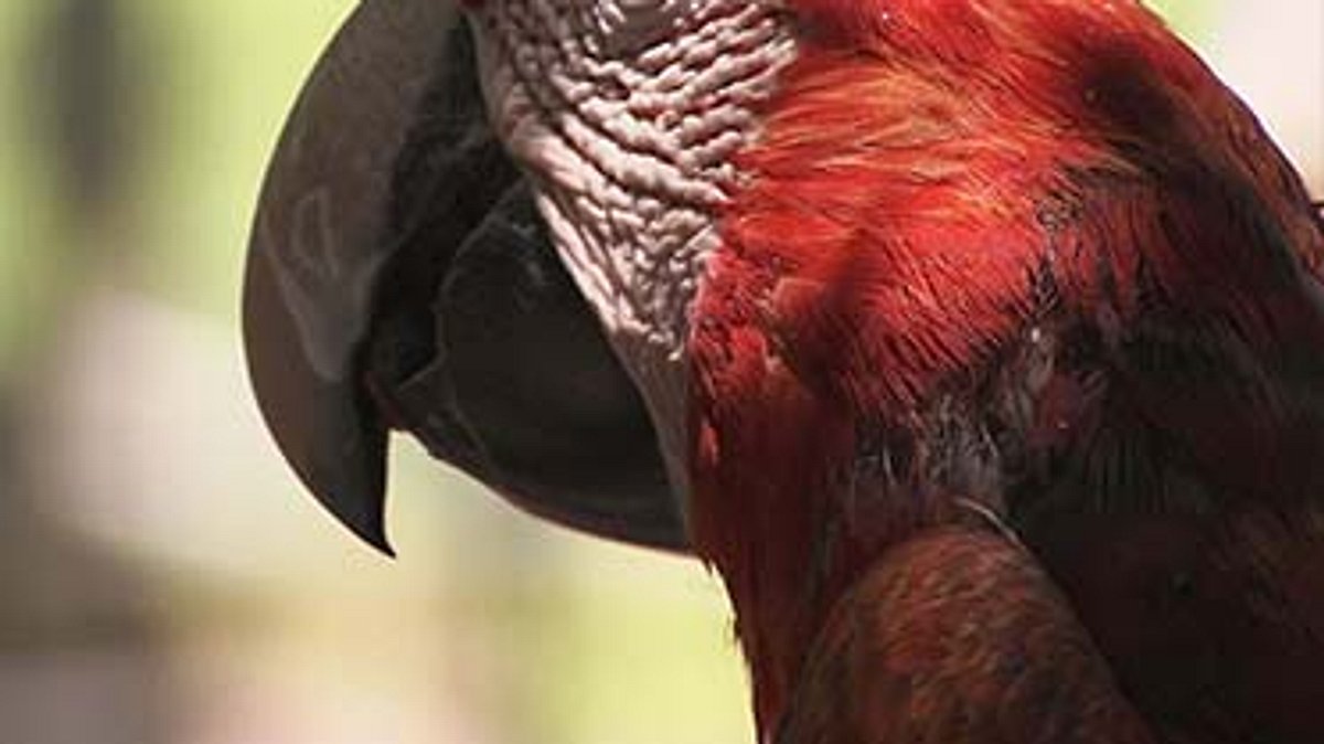 das waisenhaus für wilde tiere - abenteuer afrika