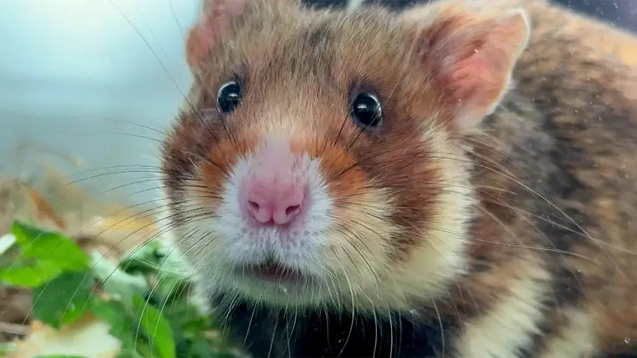 hundkatzemaus