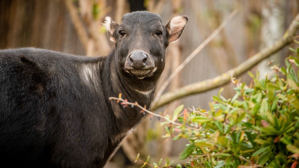 zoo und so - tierisch wild!