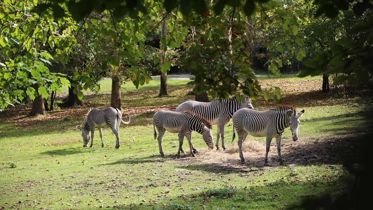 bronx zoo - tierpark der superlative