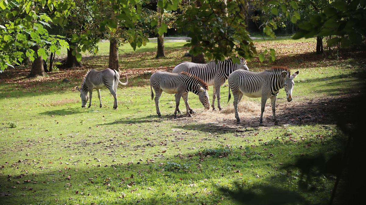 bronx zoo - tierpark der superlative