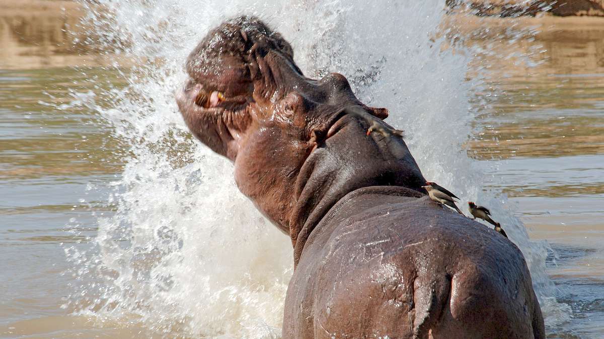 die riesen an afrikas flüssen