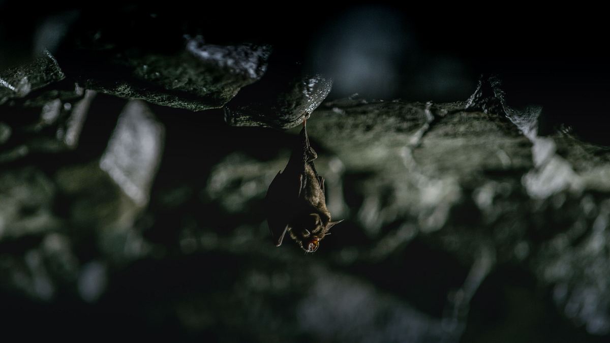 tod bei nacht