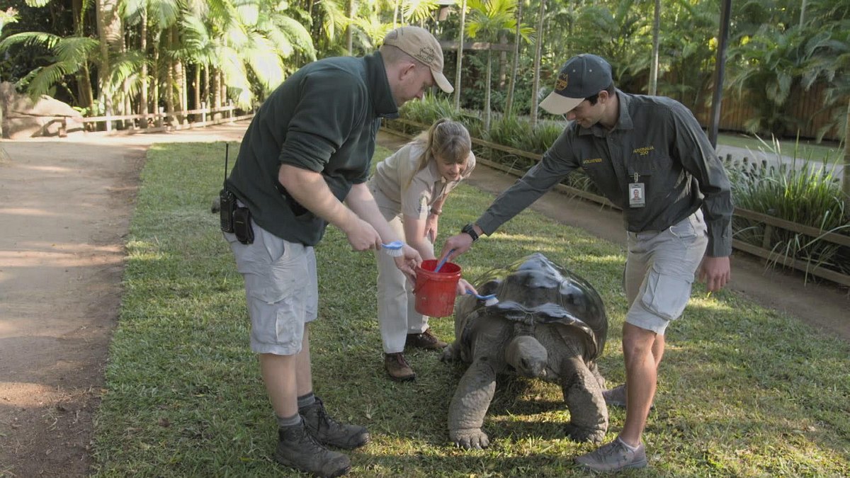 die irwins - crocodile hunter family