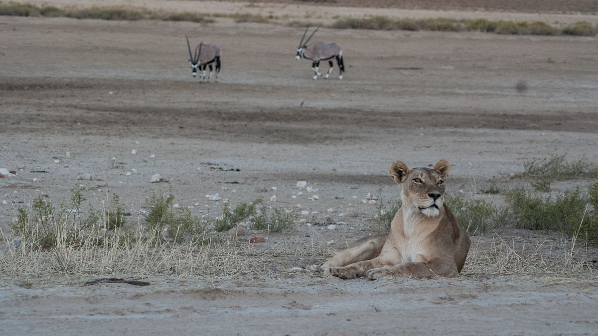 wildes afrika