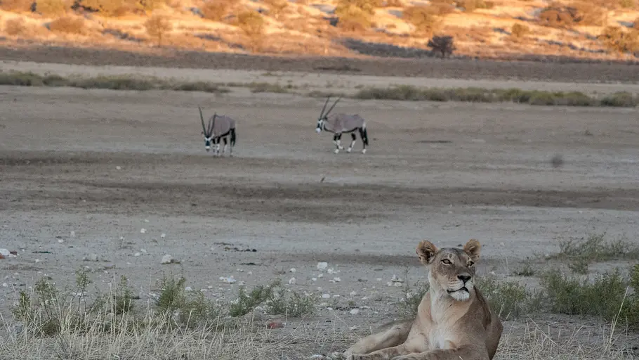 Wildes Afrika wildes afrika