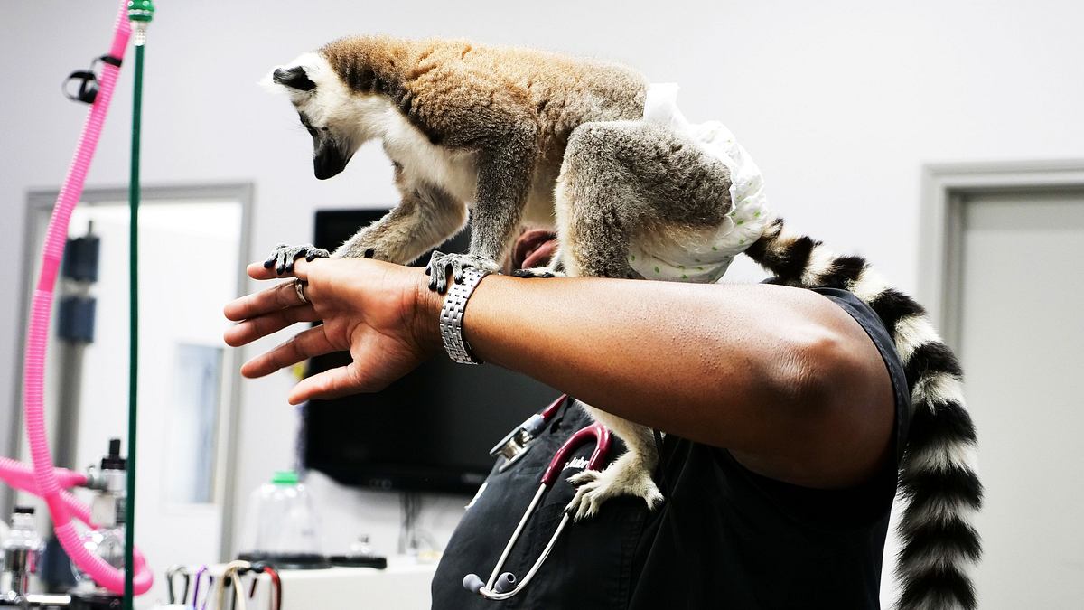 die tierärzte von houston