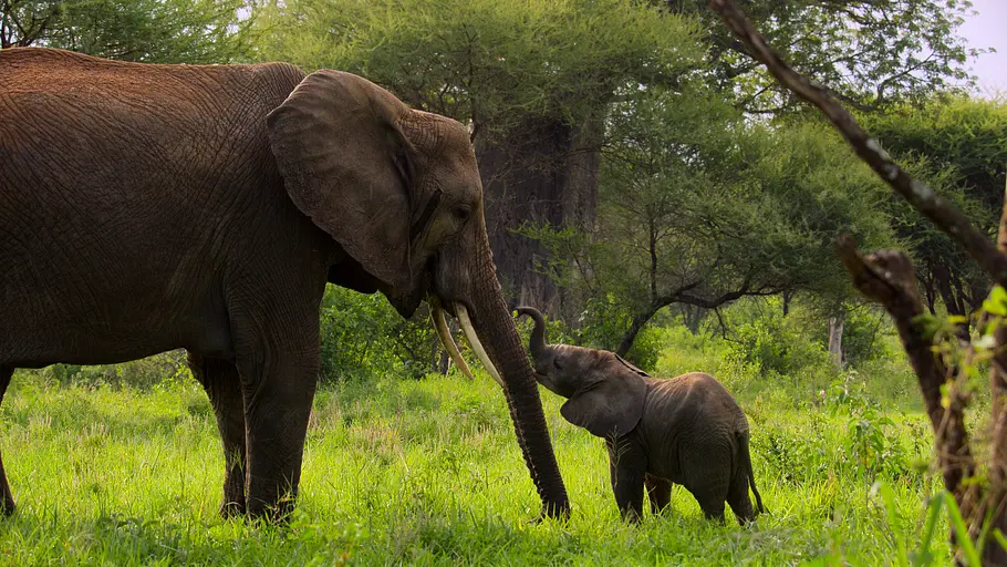 Afrikas Ikonen der Tierwelt afrikas ikonen der tierwelt