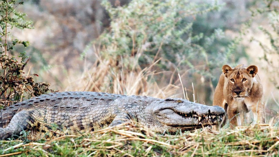 katavi nationalpark tansania